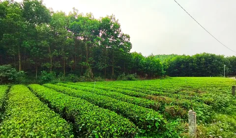 Nương chè ven đường ở Văn Hán (Khe Mo cũ), tỉnh Thái Nguyên