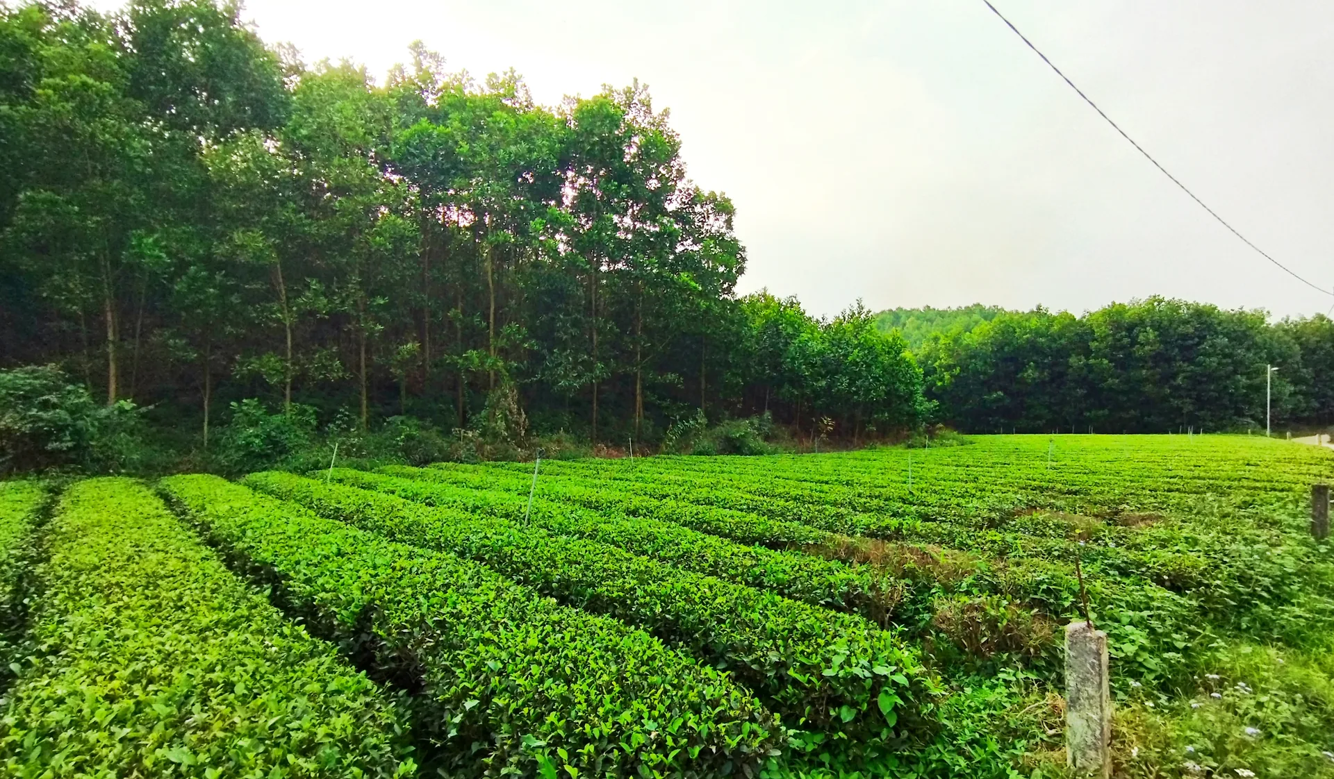 Nương chè ven đường ở Văn Hán (Khe Mo cũ), tỉnh Thái Nguyên
