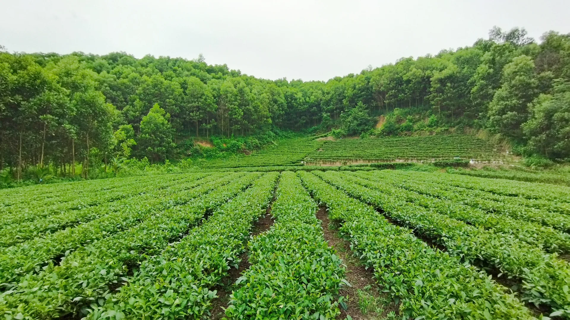 Nương chè xanh giữa đồi rừng ở tỉnh Thái Nguyên