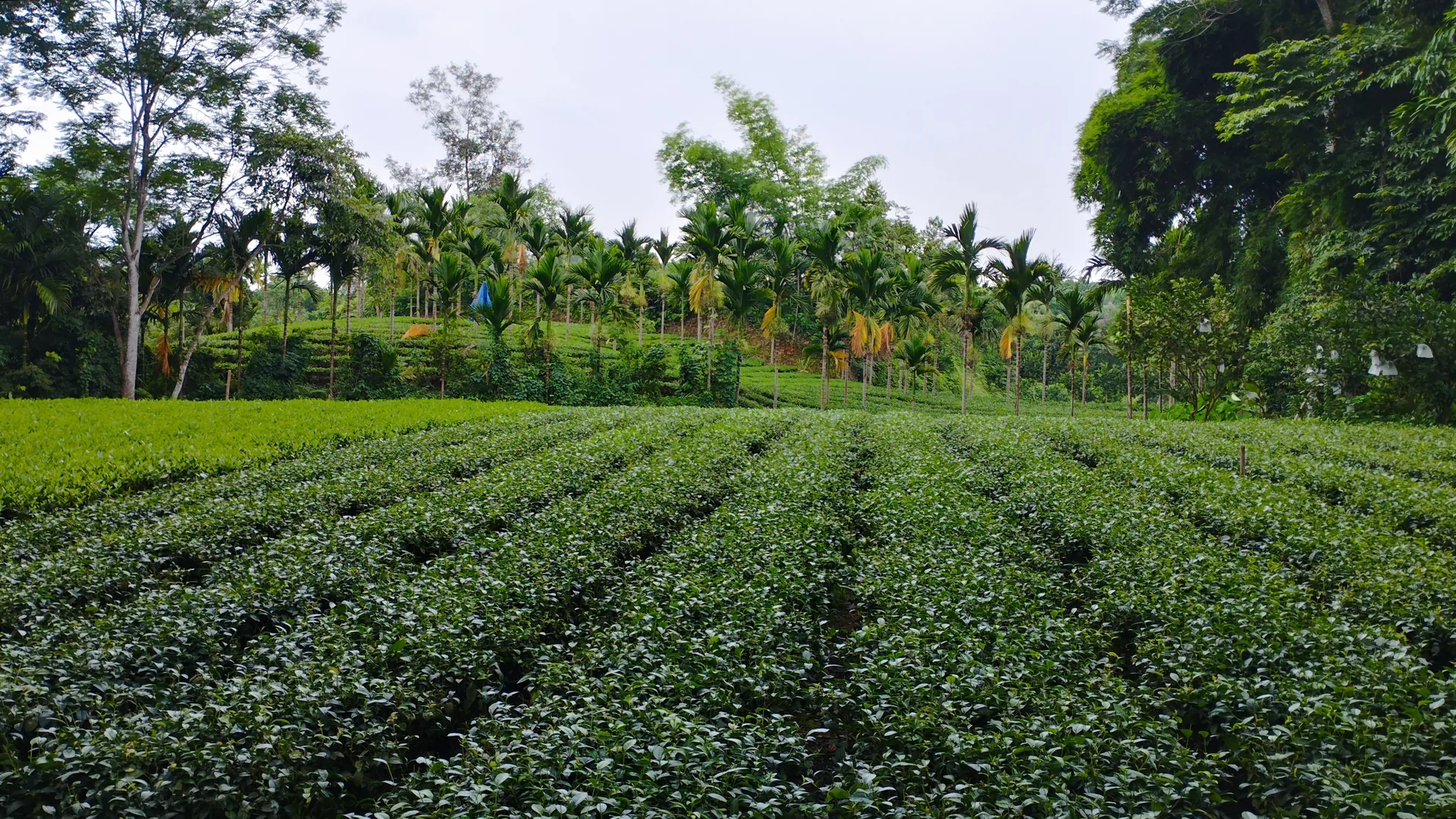 Ruộng chè ở xã Võ Tranh, tỉnh Thái Nguyên