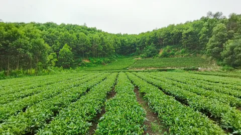 Nương chè xanh giữa đồi rừng ở tỉnh Thái Nguyên