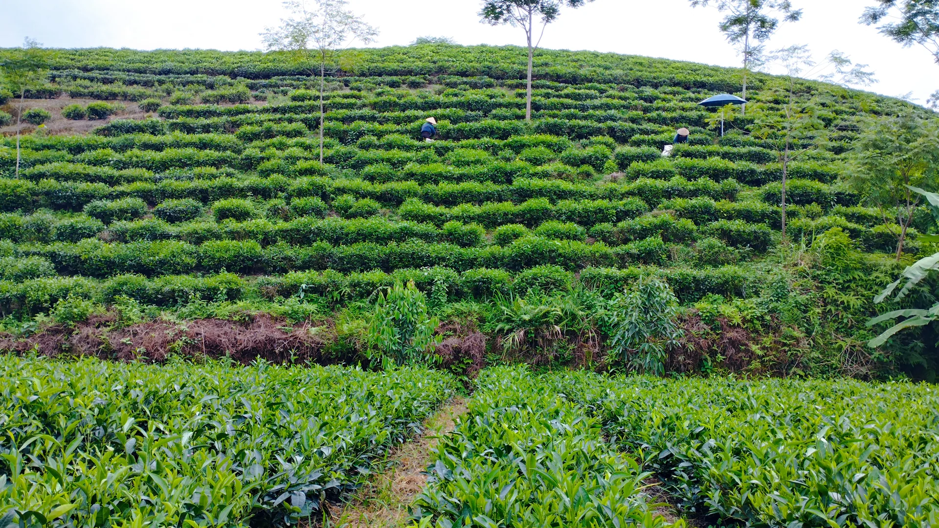 Đồi chè trồng theo hàng ở xã Võ Tranh, tỉnh Thái Nguyên