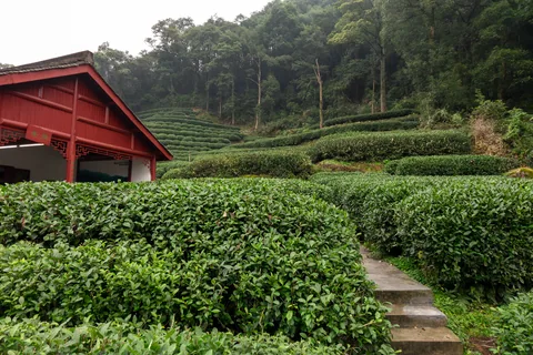 Nương chè Long Tỉnh ở làng Mai Gia Ổ, Hàng Châu, Trung Quốc