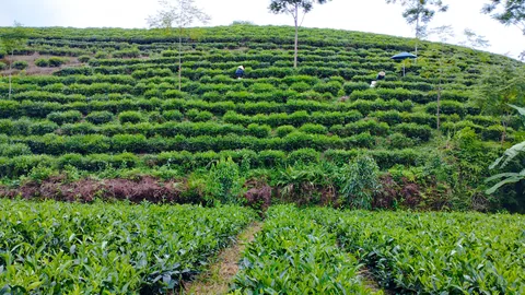 Đồi chè trồng theo hàng ở xã Võ Tranh, tỉnh Thái Nguyên